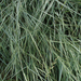Creeping Wild Rye - Photo (c) stonebird, some rights reserved (CC BY-NC-SA)