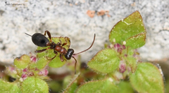 Thaumatogelis gallicus