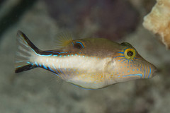 Sharpnose Puffer photo 4
