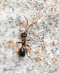 Thaumatogelis gallicus