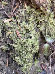 Chiloscyphus pallescens