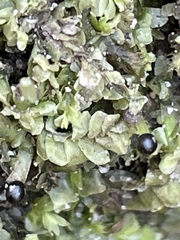 Chiloscyphus pallescens