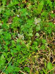 Angiospermae