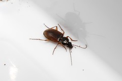Agonum sordidum