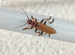 Cantharis coronata