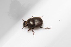 Euonthophagus atramentarius