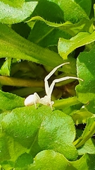 Misumena vatia