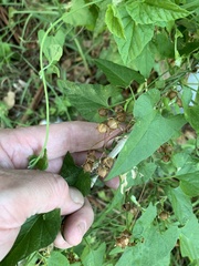 Convolvulus farinosus