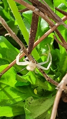 Misumena vatia
