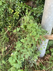 Convolvulus farinosus