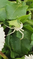Misumena vatia