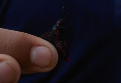 Mysoria barcastus