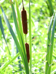 Typha