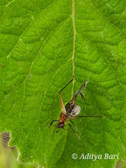 Homoeoxipha lycoides
