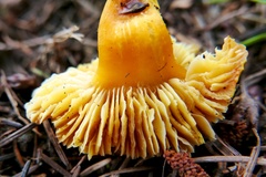 Hygrocybe