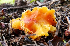 Hygrocybe