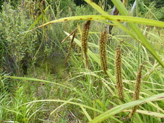 Carex gynandra
