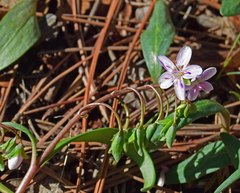Claytonia rosea