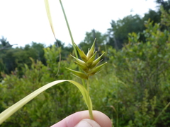 Carex folliculata