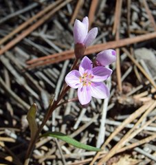 Claytonia rosea