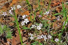 Claytonia rosea