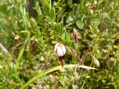 Vaccinium macrocarpon