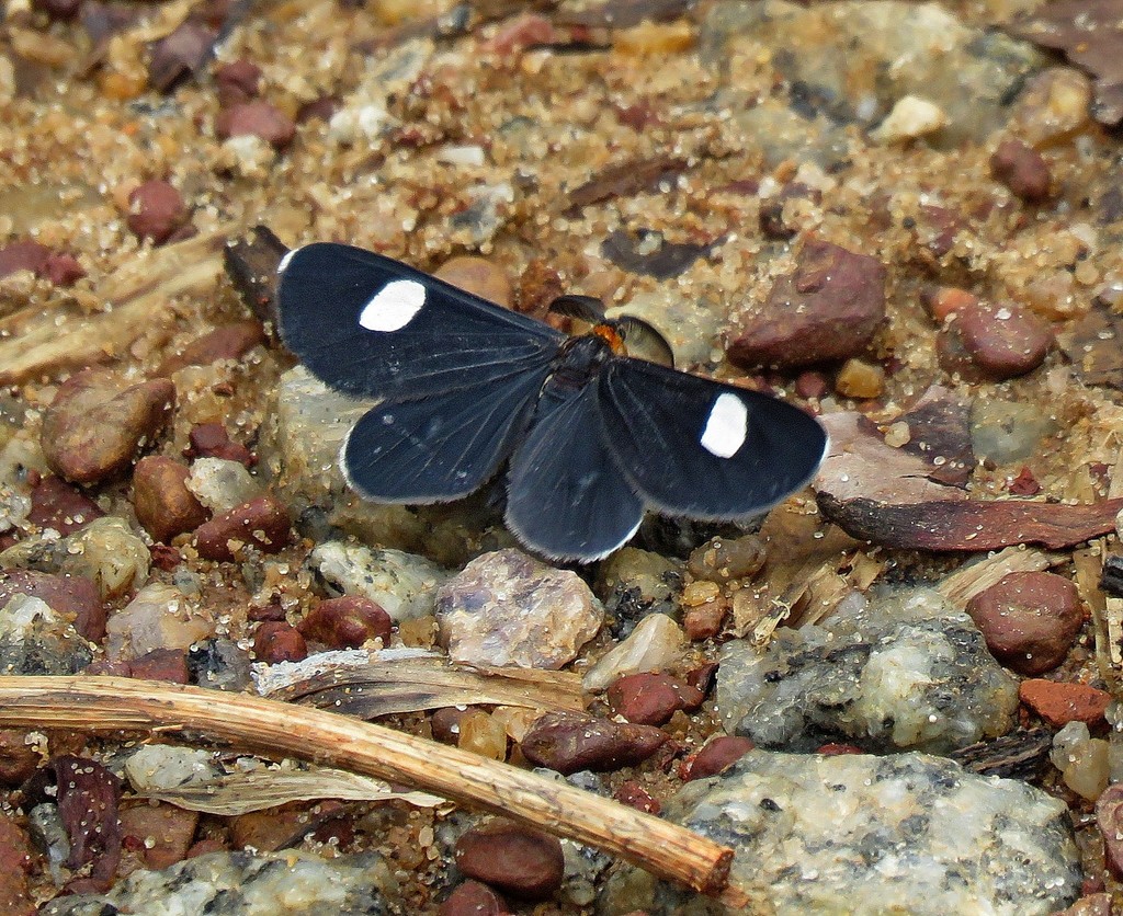 Melanchroia aterea