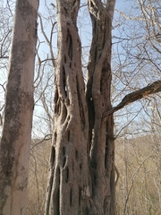 Cenostigma eriostachys