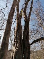 Cenostigma eriostachys