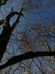 Cenostigma eriostachys