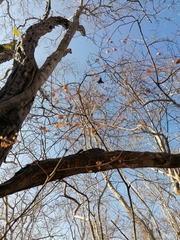 Cenostigma eriostachys