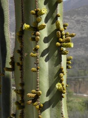 Lophocereus marginatus