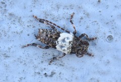Pogonocherus hispidulus