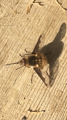 Bombylius major