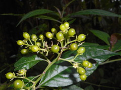 Pleuropetalum pleiogynum