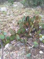 Opuntia pyrocarpa