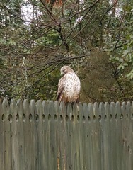 Buteo lineatus