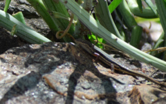 Trachylepis damarana