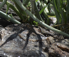 Trachylepis damarana