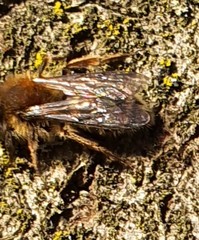 Andrena haemorrhoa