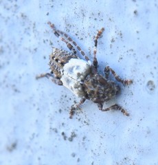 Pogonocherus hispidulus