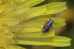 Dicranotropis hamata