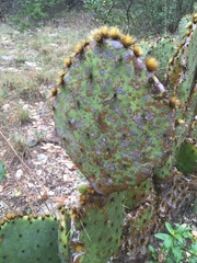 Opuntia pyrocarpa