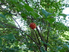 Eugenia uniflora