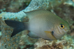 Bicolor Damselfish photo 5