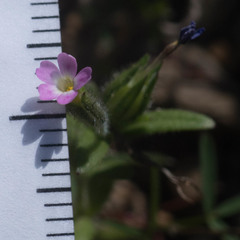 Microsteris gracilis