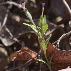 Microsteris gracilis