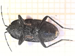 Aellopus atratus