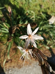 Asphodelus ramosus