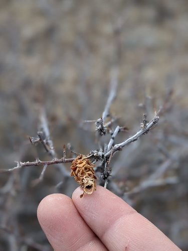 Creosote Bush Bagworm photo 3